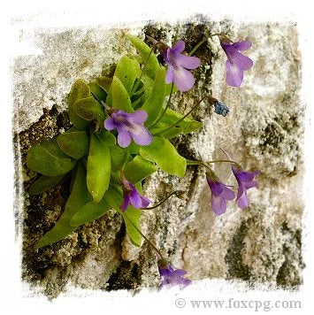 Pinguicula casperiana {Hoz de Beteta, Sierra de Cuenca, Spain} [BCP ID# P411, P416, P642] / 1株の苗 大森食虫植物農園