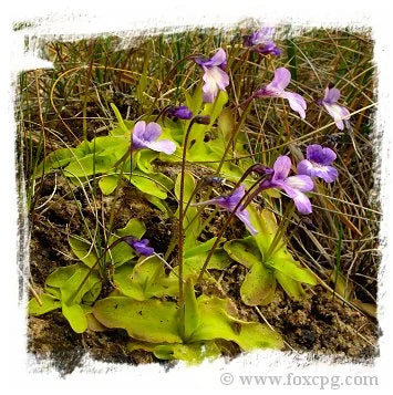 Pinguicula casperiana {Priego, Sierra de Cuenca, Prov. de Cuenca, Spain} [BCP ID# P1373] / 1株の苗 大森食虫植物農園