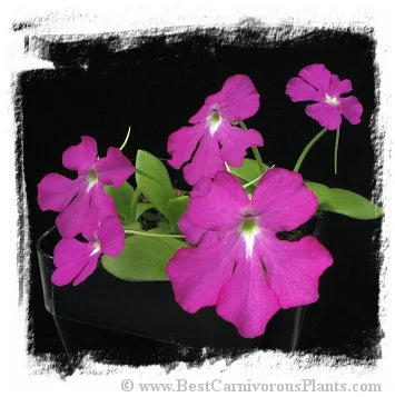 Pinguicula colimensis [BCP ID# P145, P378, P1352, P1402] / 1株の苗 大森食虫植物農園