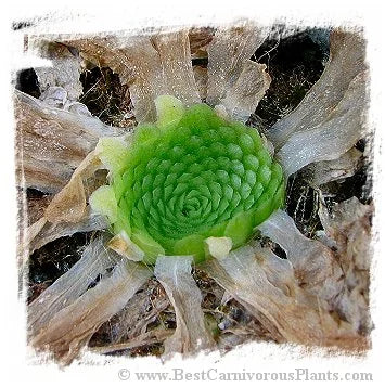 Pinguicula colimensis [BCP ID# P145, P378, P1352, P1402] / 1株の苗 大森食虫植物農園