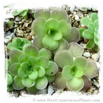 Pinguicula colimensis x cyclosecta [BCP ID# P1208] / 2株の苗 大森食虫植物農園