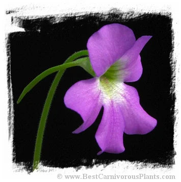 Pinguicula colimensis x gigantea {white flower} [BCP ID# P672] / 2株の苗 大森食虫植物農園