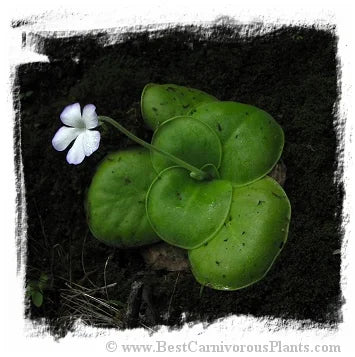 Pinguicula conzattii [BCP ID# P539, P555, P1529, P1531] / 2株の苗 大森食虫植物農園