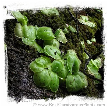 Pinguicula conzattii [BCP ID# P539, P555, P1529, P1531] / 2株の苗 大森食虫植物農園