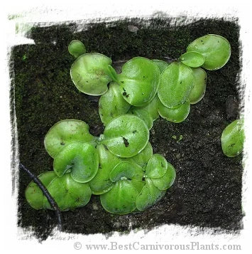 Pinguicula conzattii [BCP ID# P539, P555, P1529, P1531] / 2株の苗 大森食虫植物農園
