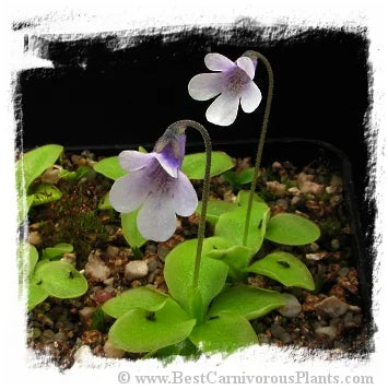 Pinguicula corsica f. pallidula [BCP ID# P356] / 3株の苗 大森食虫植物農園