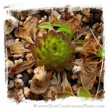 Pinguicula crassifolia [BCP ID# P433, P616, P1530, P2084, P2134] / 2株の苗 大森食虫植物農園