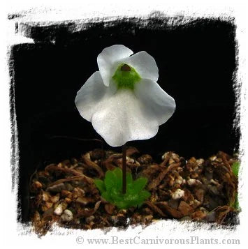 Pinguicula cv. BCP Crystal [BCP ID# P514] / 2株の苗 大森食虫植物農園