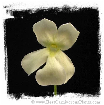 Pinguicula cv. BCP Golden Eye [BCP ID# P592 /01, P1404] / 1株の苗 大森食虫植物農園