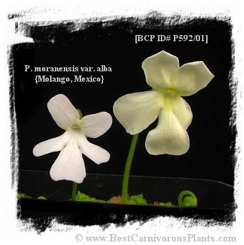 Pinguicula cv. BCP Golden Eye [BCP ID# P592 /01, P1404] / 1株の苗 大森食虫植物農園