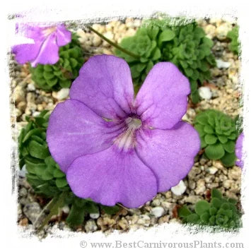 Pinguicula cv. Hanka {P. zecheri x P. rotundiflora} [BCP ID# P1406] / 2株の苗 大森食虫植物農園