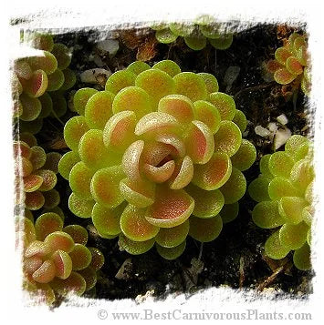 Pinguicula cv. Hanka {P. zecheri x P. rotundiflora} [BCP ID# P1406] / 2株の苗 大森食虫植物農園