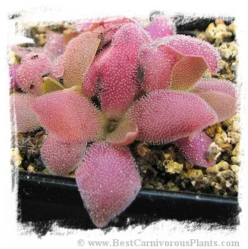 Pinguicula cv. Marciano (P. heterophylla x P. cv. Wesser) [BCP ID# P1350] / 2株の苗 大森食虫植物農園