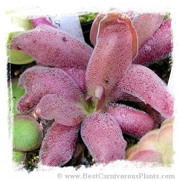 Pinguicula cv. Marciano (P. heterophylla x P. cv. Wesser) [BCP ID# P1350] / 2株の苗 大森食虫植物農園