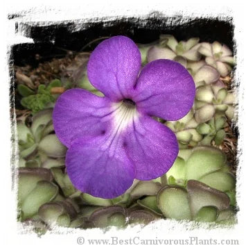 Pinguicula cyclosecta [BCP ID# P030, P462, P2740] / 2株の苗 大森食虫植物農園