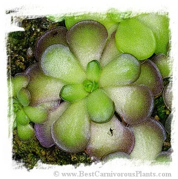 Pinguicula cyclosecta [BCP ID# P030, P462, P2740] / 2株の苗 大森食虫植物農園