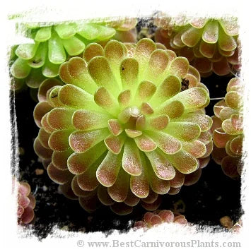 Pinguicula debbertiana {metalic purple} [BCP ID# P547] / 2株の苗 大森食虫植物農園