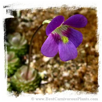 Pinguicula debbertiana {pink flower} [BCP ID# P540] / 1株の苗 大森食虫植物農園