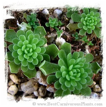Pinguicula debbertiana {white flower} [BCP ID# P544] / 1株の苗 大森食虫植物農園