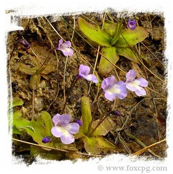 Pinguicula dertosensis {Tortosa, Spain} [BCP ID# P684] / 2株の苗 大森食虫植物農園