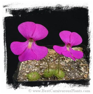Pinguicula ehlersiae {Ixmiquilpan, Hidalgo, Mex., BG Linz # 006} [BCP ID# P561] / 2株の苗 大森食虫植物農園