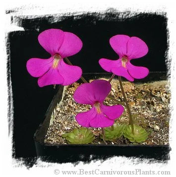 Pinguicula ehlersiae {Ixmiquilpan, Hidalgo, Mex., BG Linz # 006} [BCP ID# P561] / 2株の苗 大森食虫植物農園