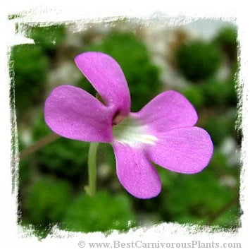 Pinguicula ehlersiae {West of Tolantonga, Hidalgo, Mex., BG Linz # 007} [BCP ID# P556] / 2株の苗 大森食虫植物農園