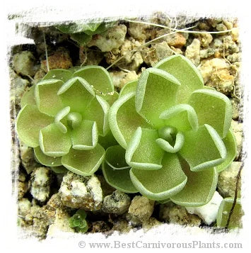 Pinguicula ehlersiae {pink flw., Tolantonga, Hidalgo, Mex., BG Linz # 008} [BCP ID# P329, P1400] / 1株の苗 大森食虫植物農園