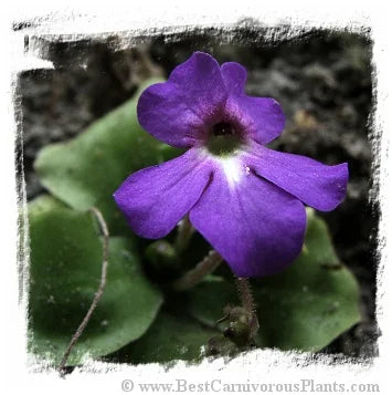 Pinguicula elizabethiae {Toliman Canyon, Hidalgo state, Mexico} [BCP ID# P637] / 1株の苗 大森食虫植物農園