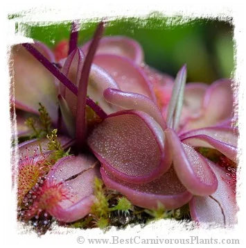 Pinguicula emarginata [BCP ID# P029, P387] / 2株の苗 大森食虫植物農園