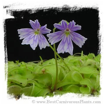 Pinguicula emarginata {all green and compact rosette} [BCP ID# P338] / 2株の苗 大森食虫植物農園
