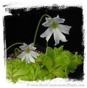 Pinguicula emarginata {almost pure white flower, Zacapoaxtla, Mex.} [BCP ID# P1289] / 2株の苗 大森食虫植物農園