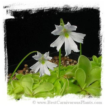 Pinguicula emarginata {almost pure white flower, Zacapoaxtla, Mex.} [BCP ID# P1289] / 2株の苗 大森食虫植物農園