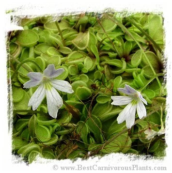 Pinguicula emarginata {white flower with reduced veins, small rosette} [BCP ID# P306, P1284] / 1株の苗 大森食虫植物農園