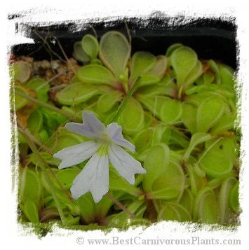 Pinguicula emarginata {white flower with reduced veins, small rosette} [BCP ID# P306, P1284] / 1株の苗 大森食虫植物農園