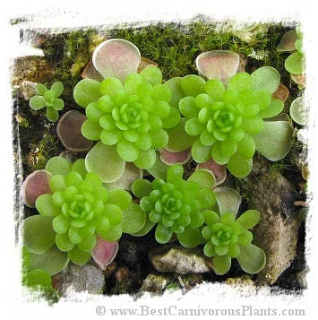 Pinguicula esseriana {=spec. El Mirador} [BCP ID# P309, 1405, 3031] / 1株の苗 大森食虫植物農園