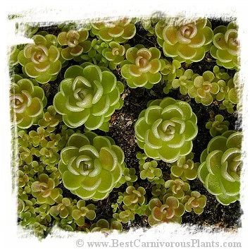 Pinguicula esseriana {light pink flw, Giant} [BCP ID# P264, P331, P1356] / 1株の苗 大森食虫植物農園