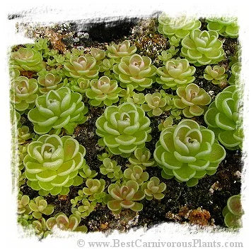 Pinguicula esseriana {light pink flw, Giant} [BCP ID# P264, P331, P1356] / 1株の苗 大森食虫植物農園