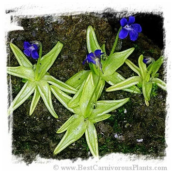 Pinguicula fiorii [BCP ID# P2219] / 1株の苗 大森食虫植物農園