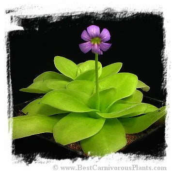 Pinguicula gigantea [BCP ID# P484, P527] / 2株の苗 大森食虫植物農園