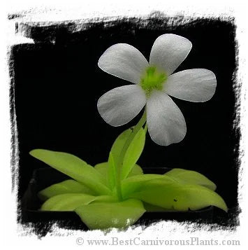 Pinguicula gigantea {red plant form} [BCP ID# P2975, 3013, 3071] / 1株の苗 大森食虫植物農園