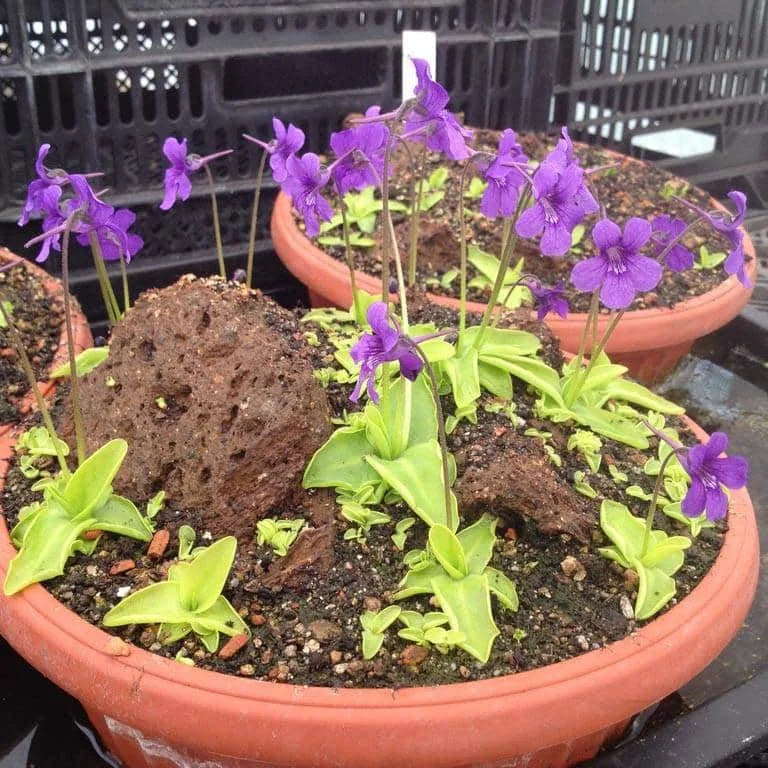 Pinguicula grandiflora 大森食虫植物農園