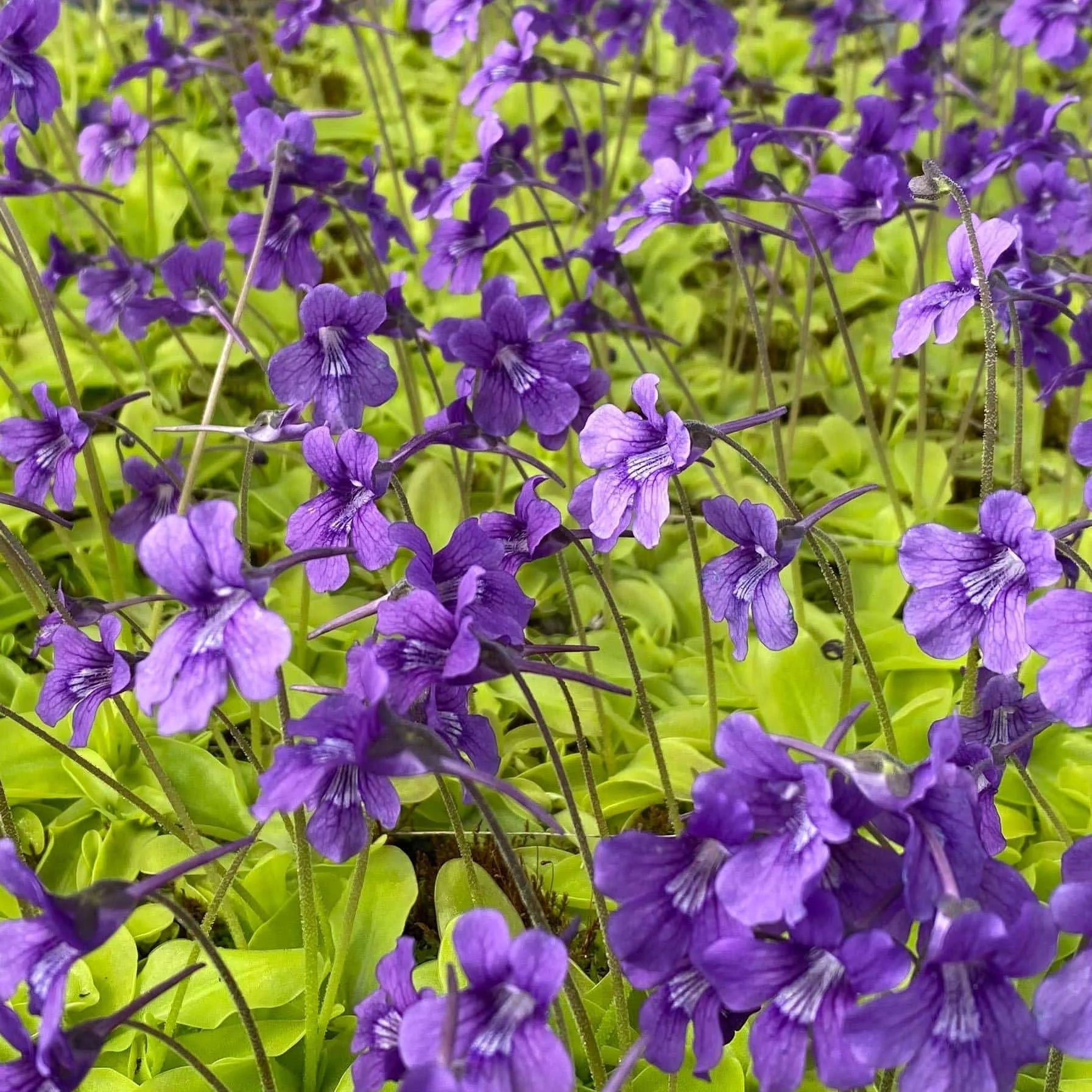 Pinguicula grandiflora 大森食虫植物農園