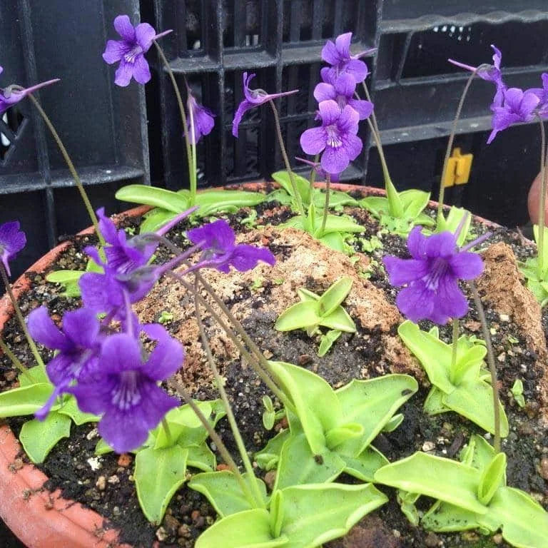 Pinguicula grandiflora 大森食虫植物農園