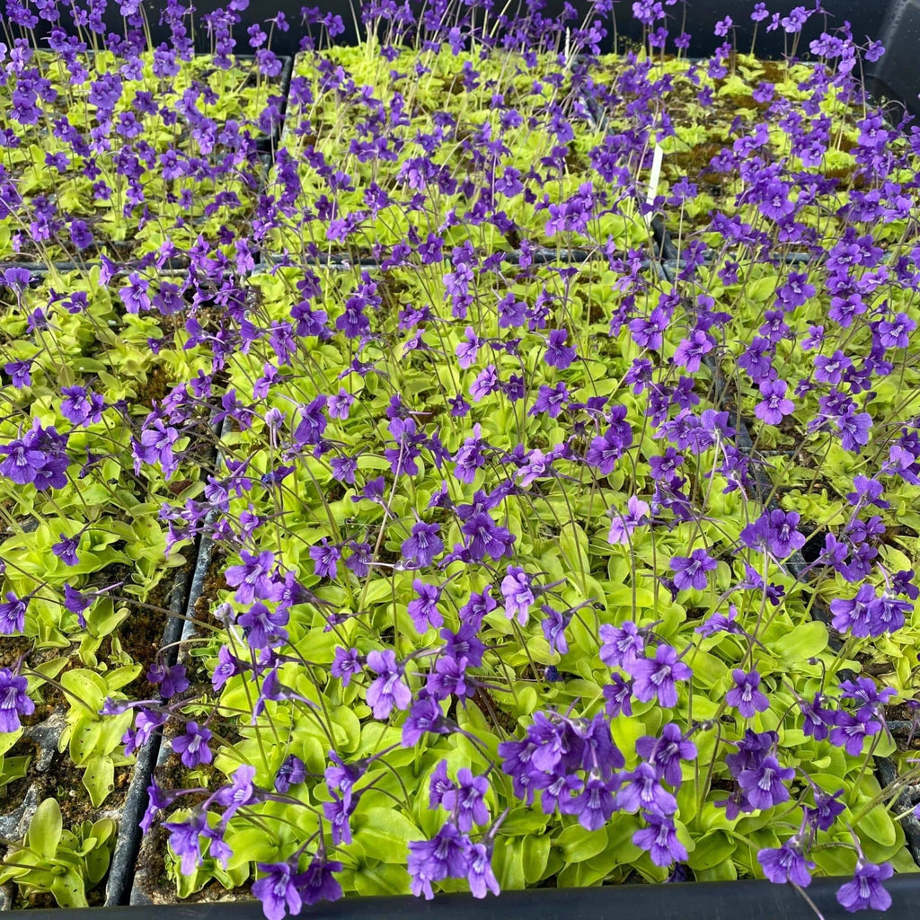 Pinguicula grandiflora 大森食虫植物農園