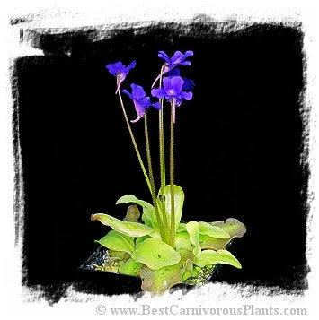 Pinguicula grandiflora {big plants, Aragnouet Fabian, France} [BCP ID# P408] / 1株の苗 大森食虫植物農園