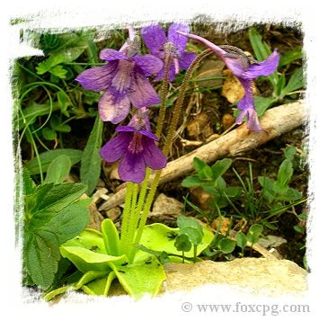 Pinguicula grandiflora {near road D118, France, 1611m} [BCP ID# P403] / 2株の苗 大森食虫植物農園