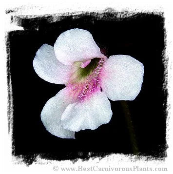 Pinguicula grandiflora subsp. rosea [BCP ID# P662, P663] / 3株の苗 大森食虫植物農園