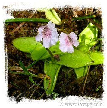 Pinguicula grandiflora subsp. rosea {near Grenoble, France} [BCP ID# P402, P509, P661] / 3株の苗 大森食虫植物農園