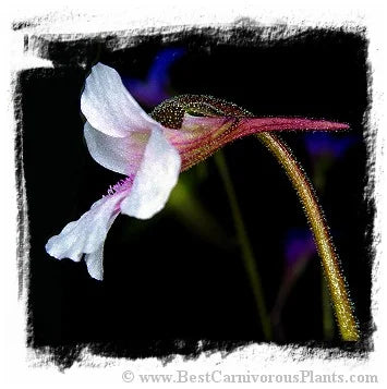 Pinguicula grandiflora subsp. rosea {near Grenoble, France} [BCP ID# P402, P509, P661] / 3株の苗 大森食虫植物農園